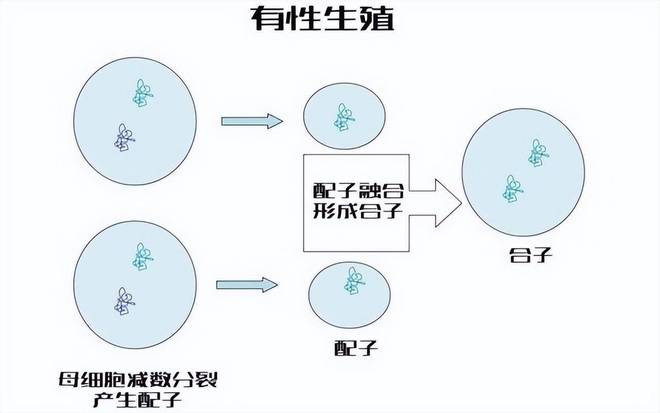 虽然都是为了繁衍新生命，但这些动物的交配方式也太奇...