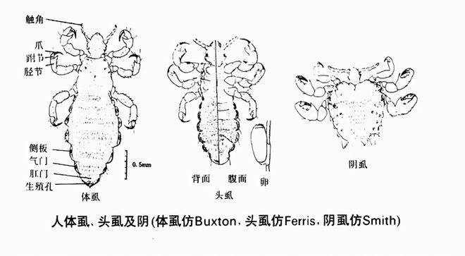 为什么人类在进化过程中失去了全身毛发，只留下头发和隐私部位？