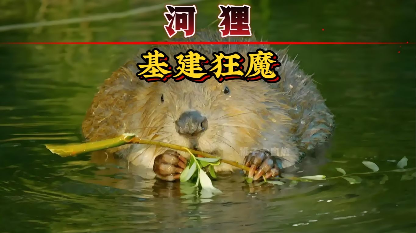 基建能力很重要，这种鸟搭建一个巢穴，就可以多娶一个...