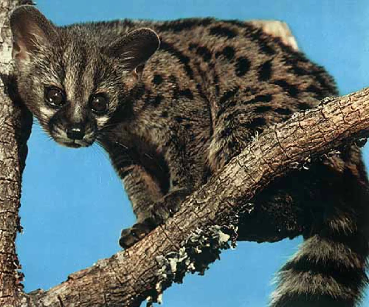 51茶楼论坛网新手入门指南