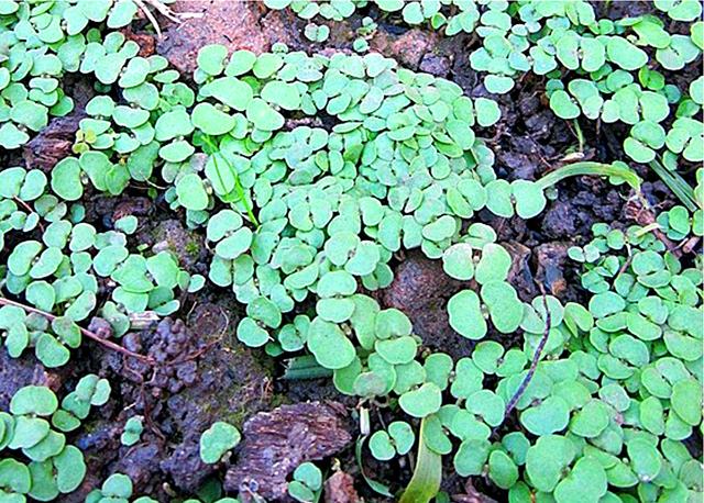 光阴荏苒中的“荏苒”到底指的是什么植物？