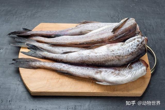 为什么市场上的鳕鱼总是没有头？真相让人大吃一惊！