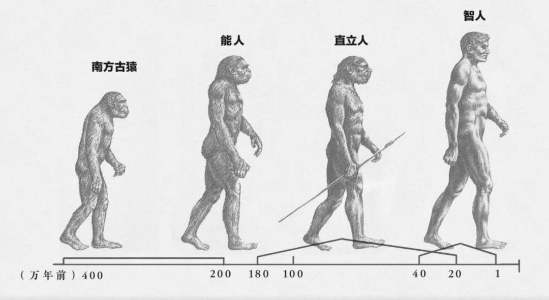 已找到！人类进化链上缺失的重要一环，人类来源问题基...
