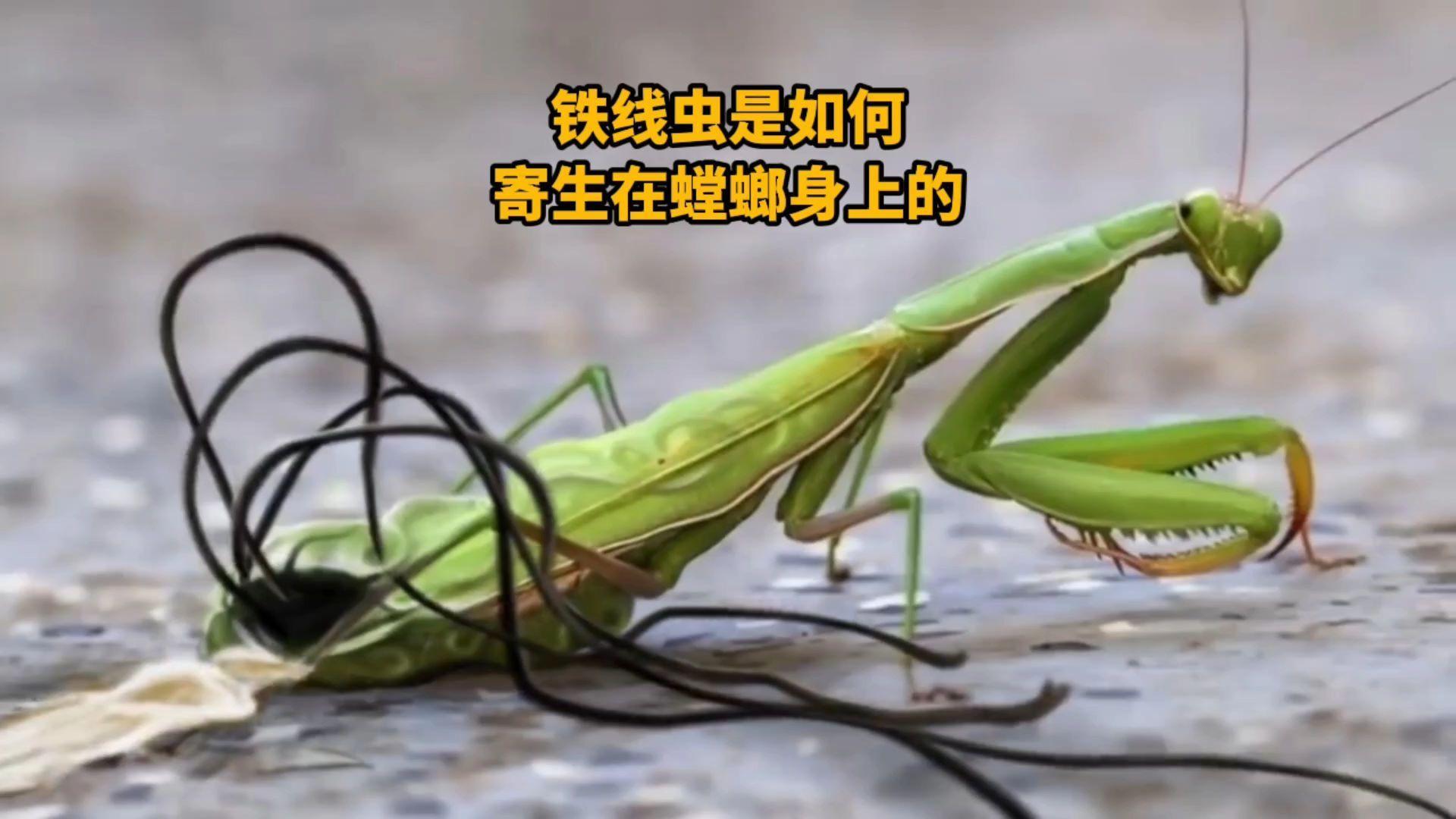 螳螂铁线虫感染症状 如何判断螳螂有寄生虫