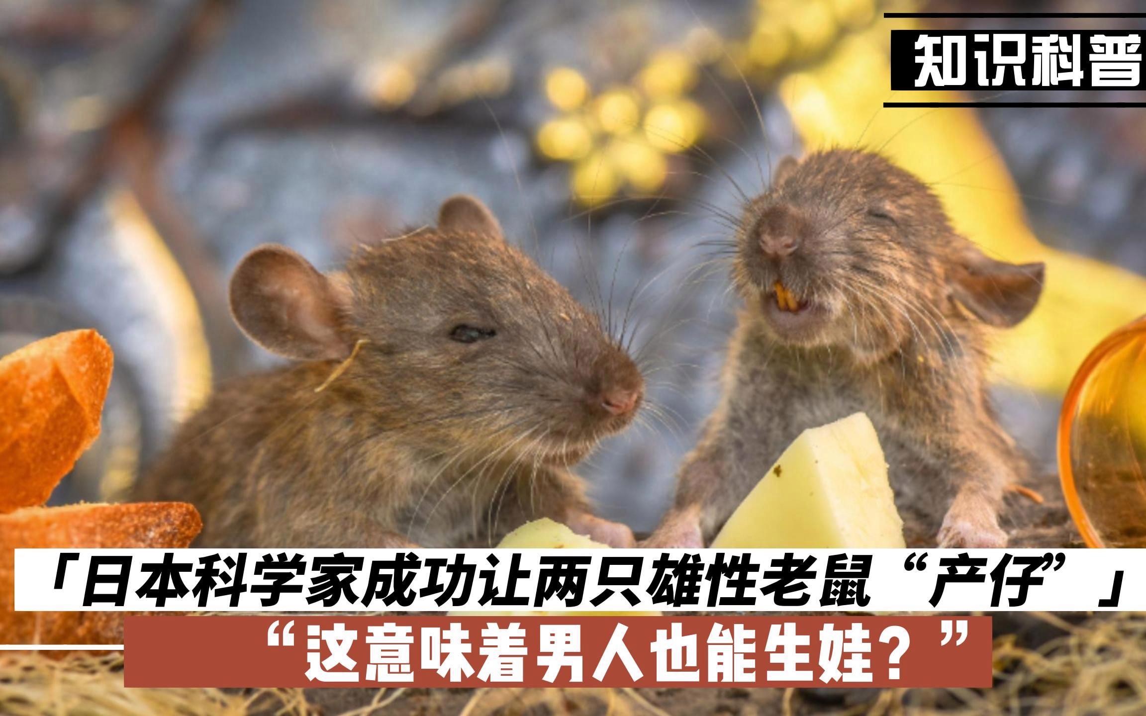 男人真的能像科学家让雄性老鼠产仔那样生娃吗？