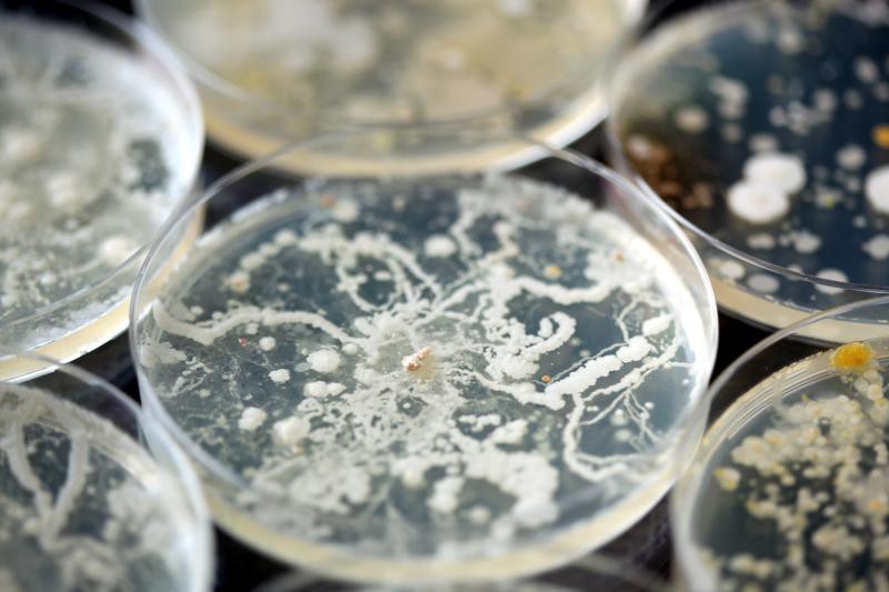 350万年古细菌注入体内，真的能让人永生吗？
