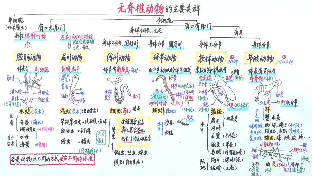 为什么一些科学家认为，人类正处在第六次物种大灭绝中...