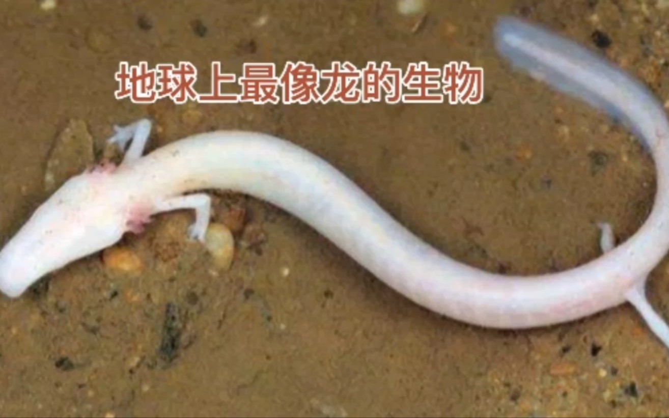 地球上真的有跟龙长得很像的生物吗？揭秘洞螈的神秘生活！