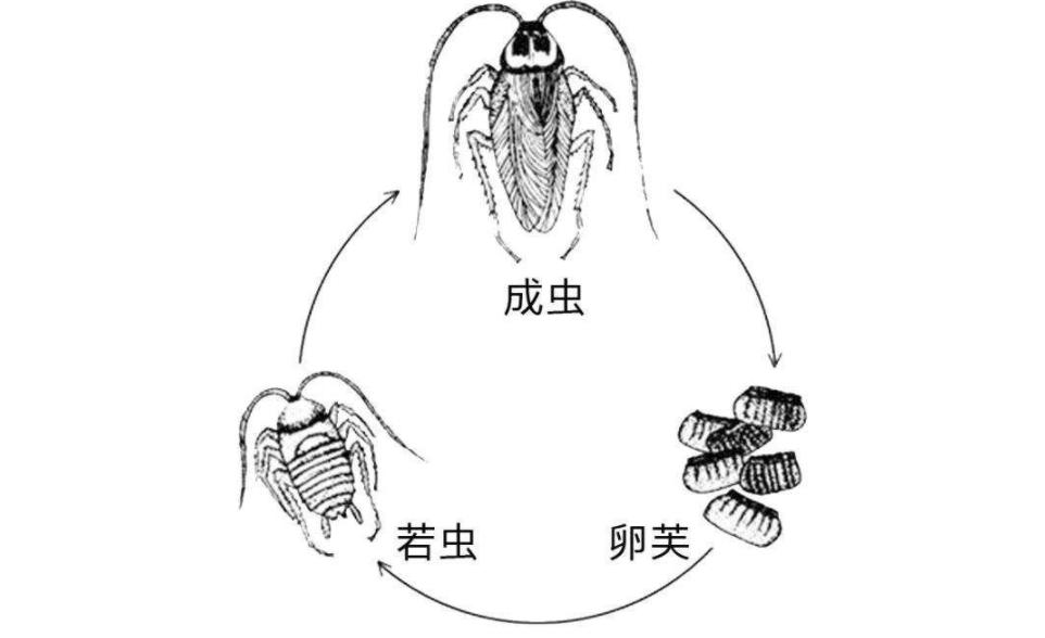 失去下半身的“僵尸蝉”，到底为什么还能疯狂繁殖？