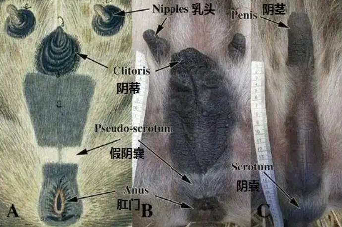 动物变性现象揭秘 大自然神奇繁殖方式有哪些