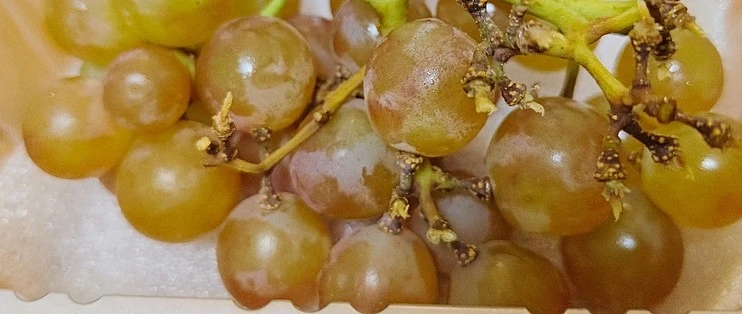 种因得果，澳大利亚的一场林火，逼出了70万只“毒王...