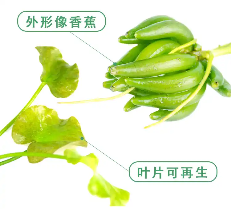 为什么我们今天吃的香蕉和以前完全不一样？真相到底是什么？