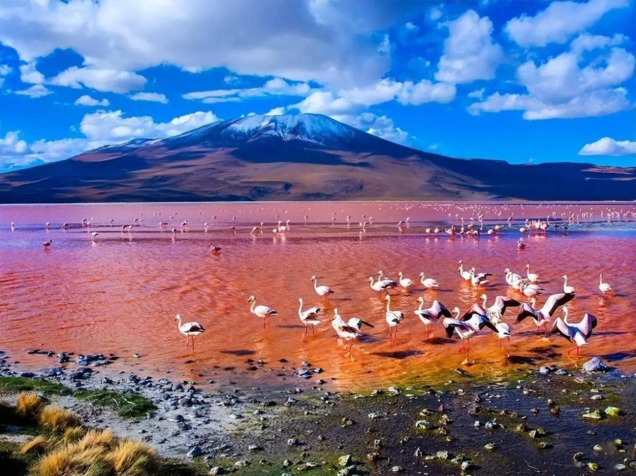 为什么掉入纳特龙湖里的动物会被石化？...