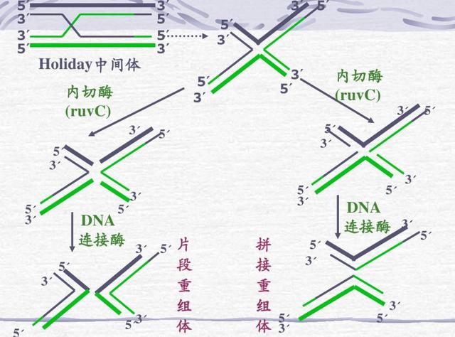 孙子有多少基因来自爷爷？2000年前祖先的基因还在...