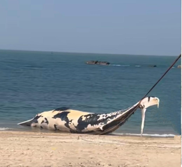 鲸鱼搁浅死亡原因 海洋哺乳动物为何频繁搁浅