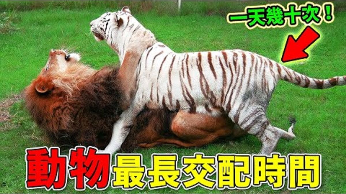 地球上交配时间最长的动物是什么？是如何形成这样的机...