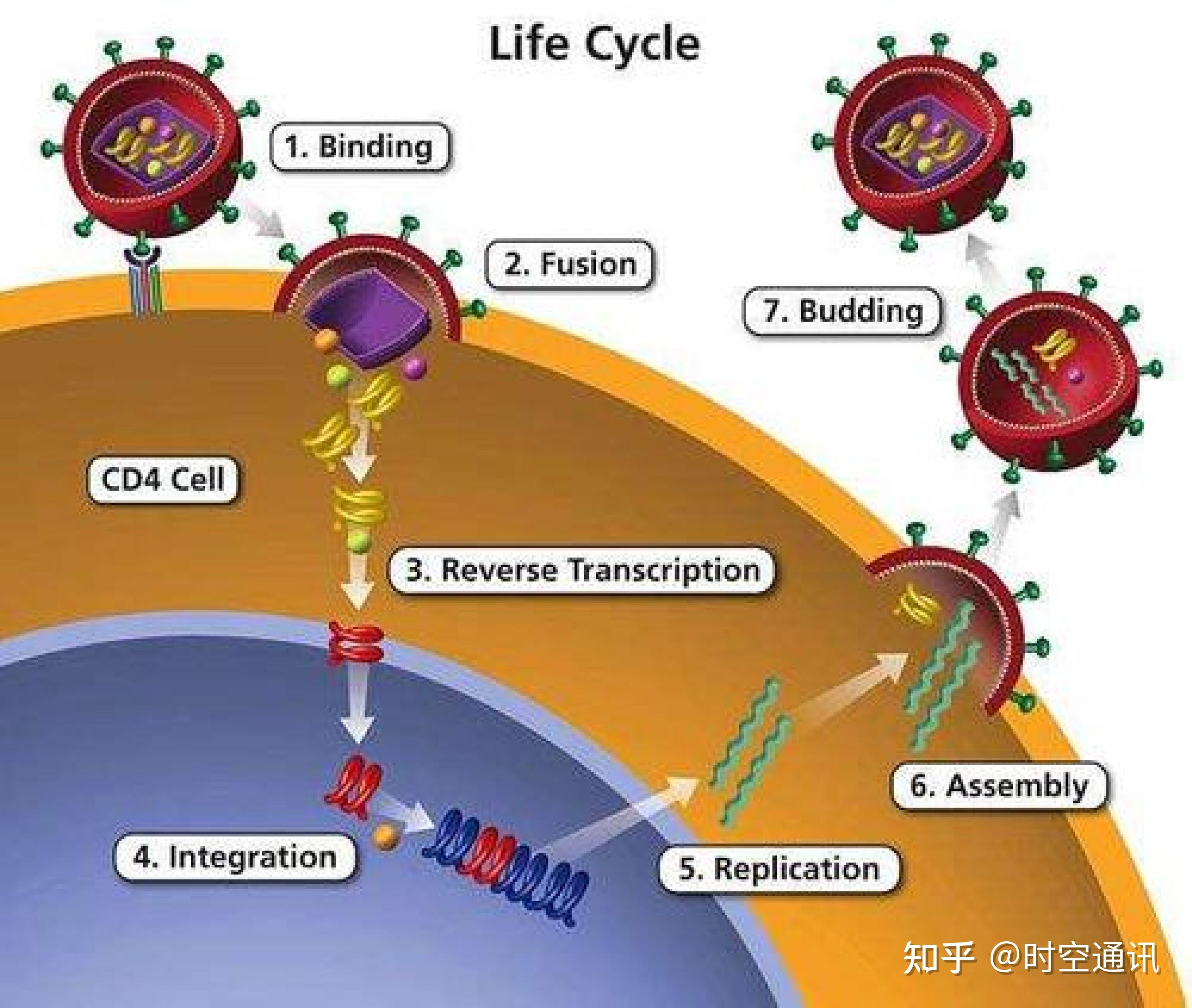 病毒和癌细胞：它们真的想杀死宿主吗？