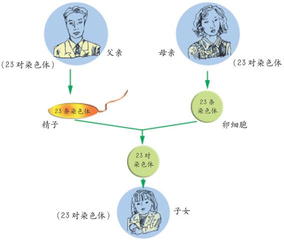 宝宝的性别是怎么决定的？精子和卵子到底是如何结合的？