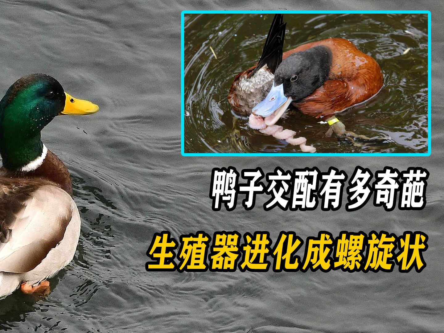 鸭子是如何交配的？为什么说它们的交配如此暴力？