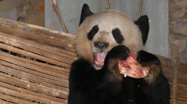 狮子和老虎为什么不吃大熊猫？...