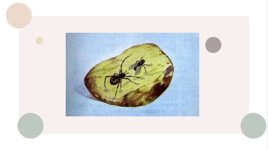 交配中变琥珀，保持姿势4100万年！网友：最长时间...