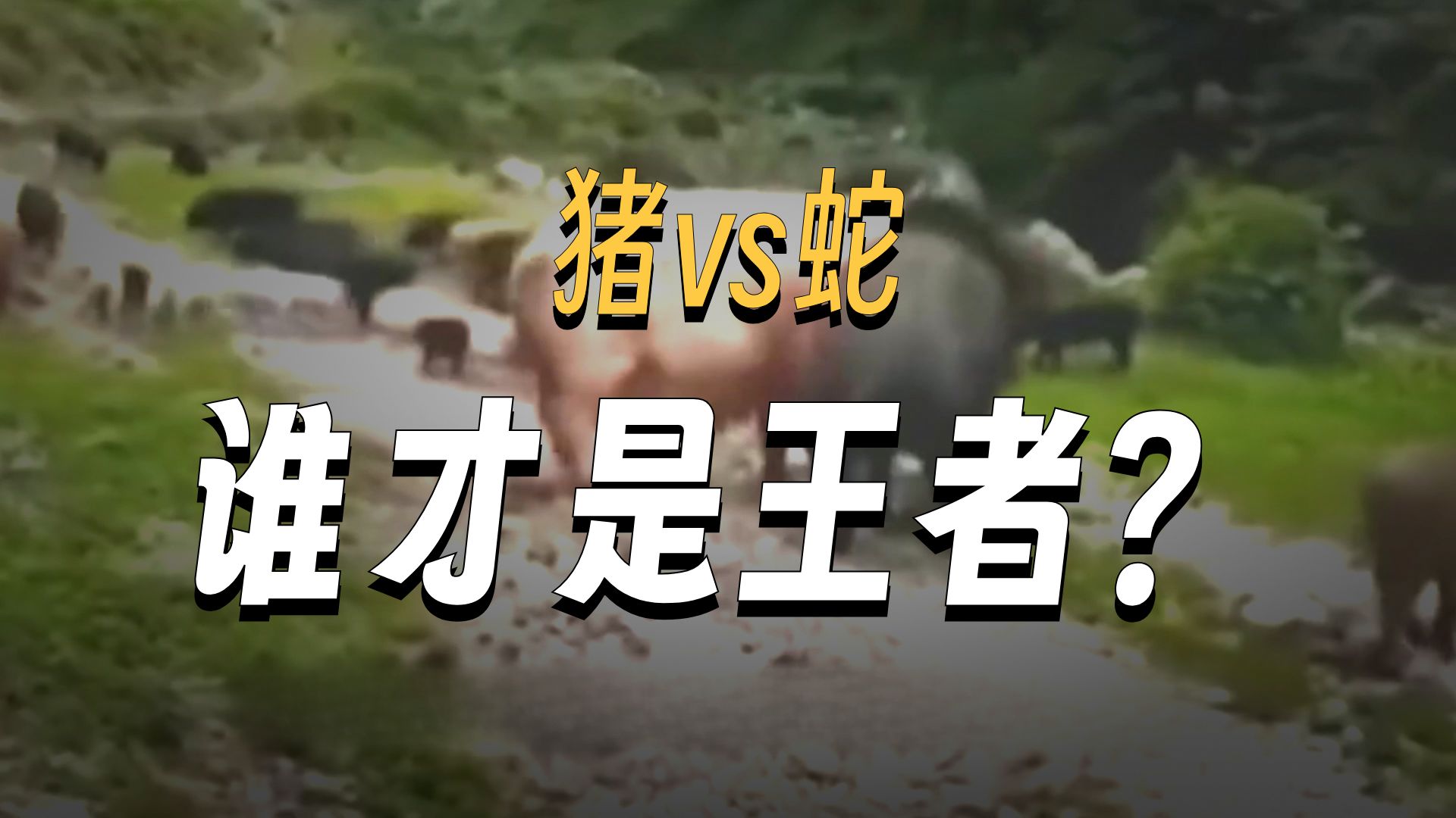 农村老伯伯常说：猪是蛇的克星！这有什么道理吗？...