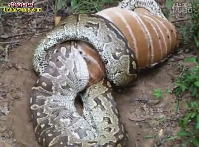 可怕！泰国巨蟒吞下整头牛，被撑爆而死亡，如果是人可...