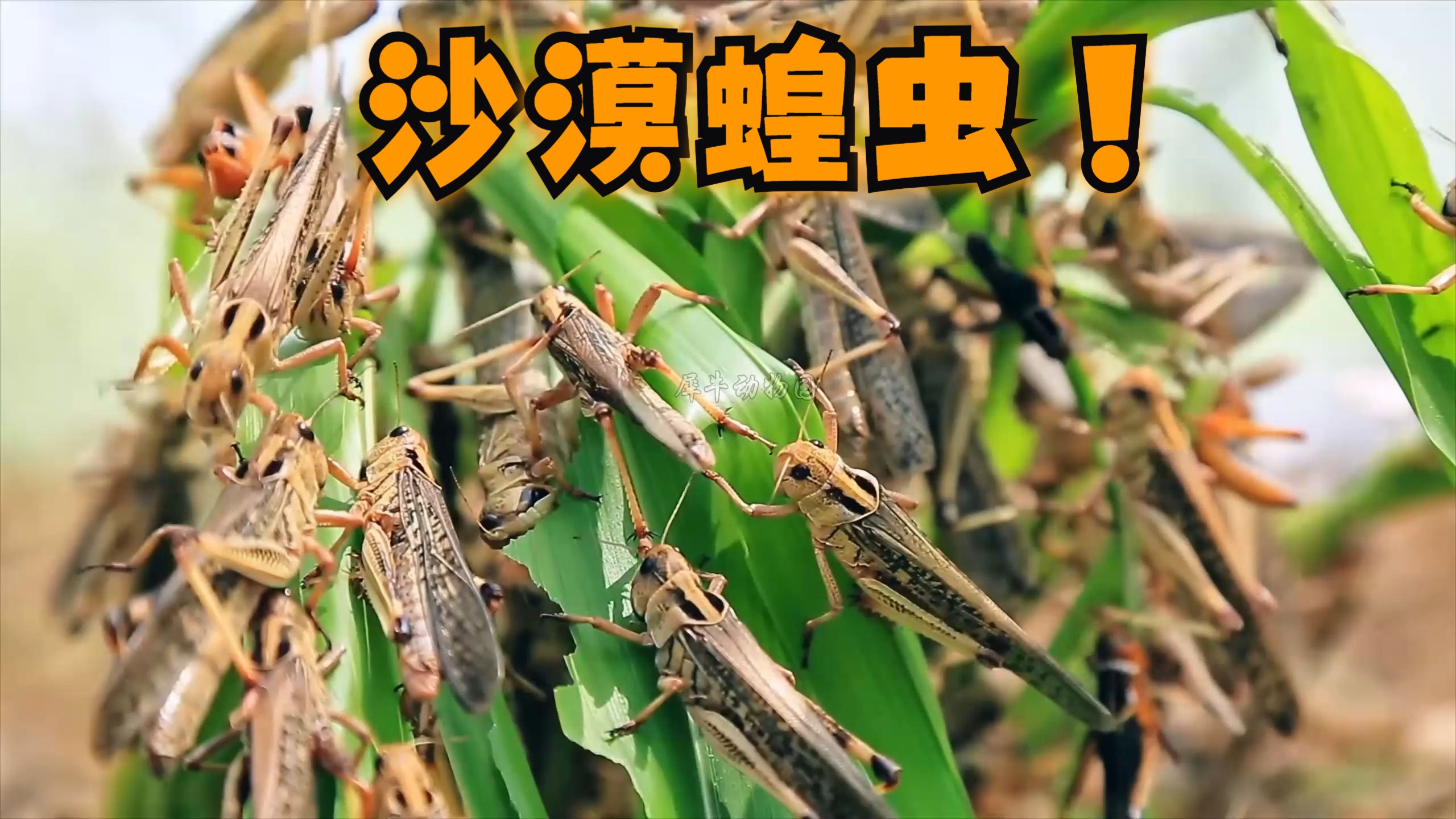 最近蝗灾比较严重,蝗虫最害怕什么?...