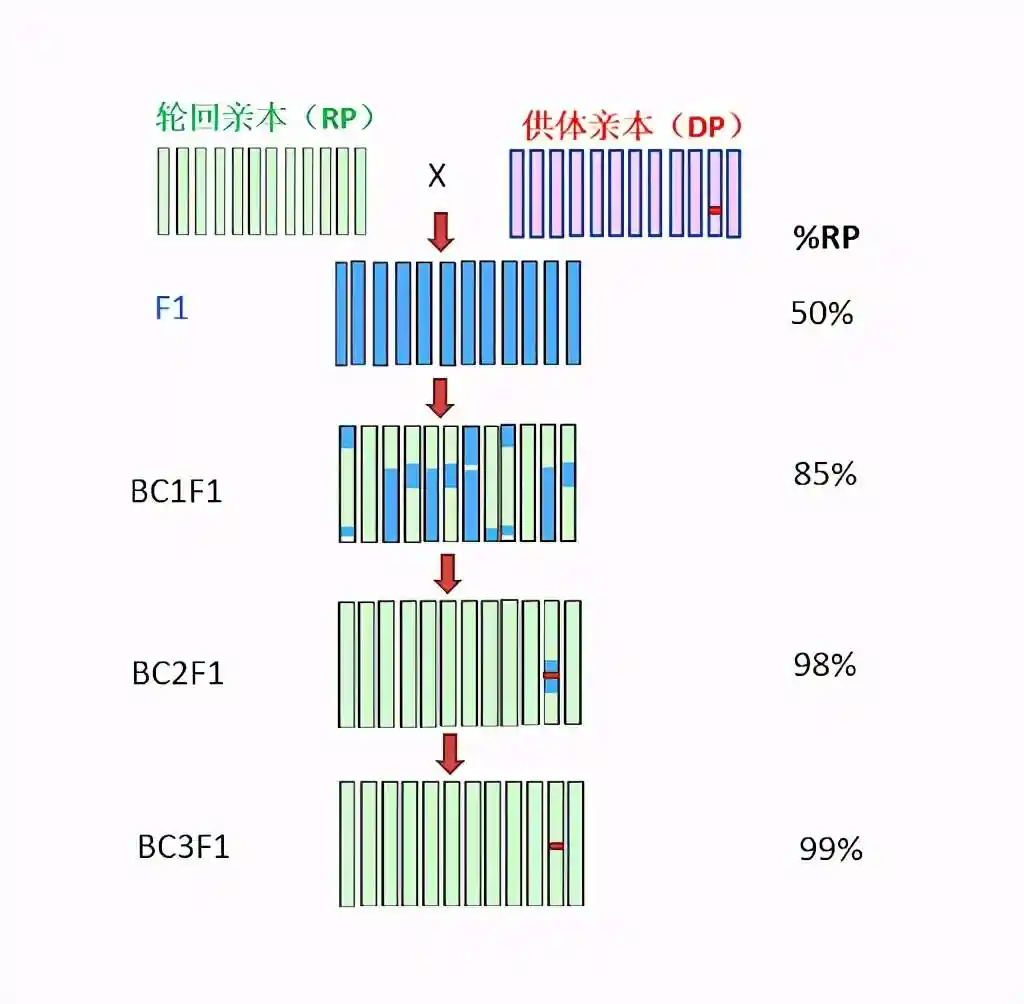 人类发明出的回交育种，可以应用在动物身上吗？...
