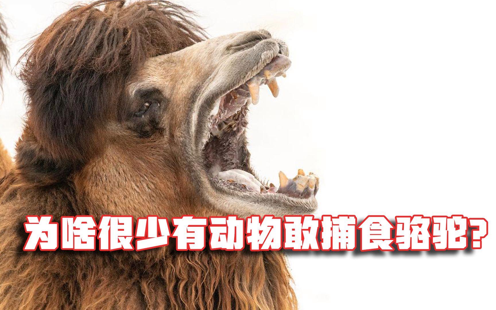 很少听说骆驼被食肉动物捕杀，难道它们没有天敌吗？...