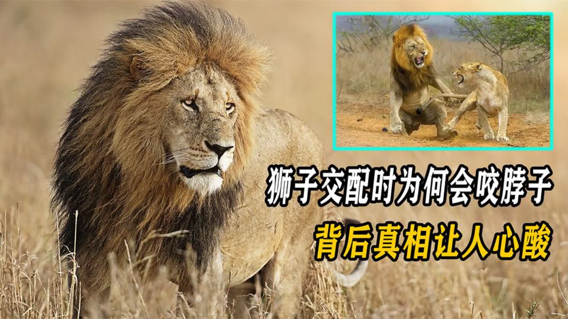 雄狮大战争夺“王位”，雌狮会帮助狮王吗？...