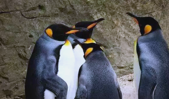 哺乳动物中罕见，为什么人类是“一夫一妻制”？...