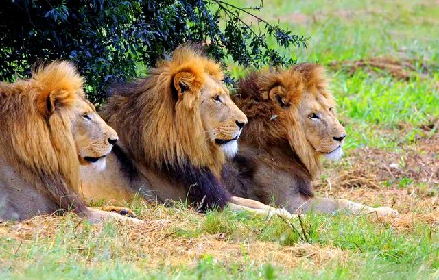 狮群面对雄狮入侵，雌狮为何冷眼旁观？难道不应该合作...