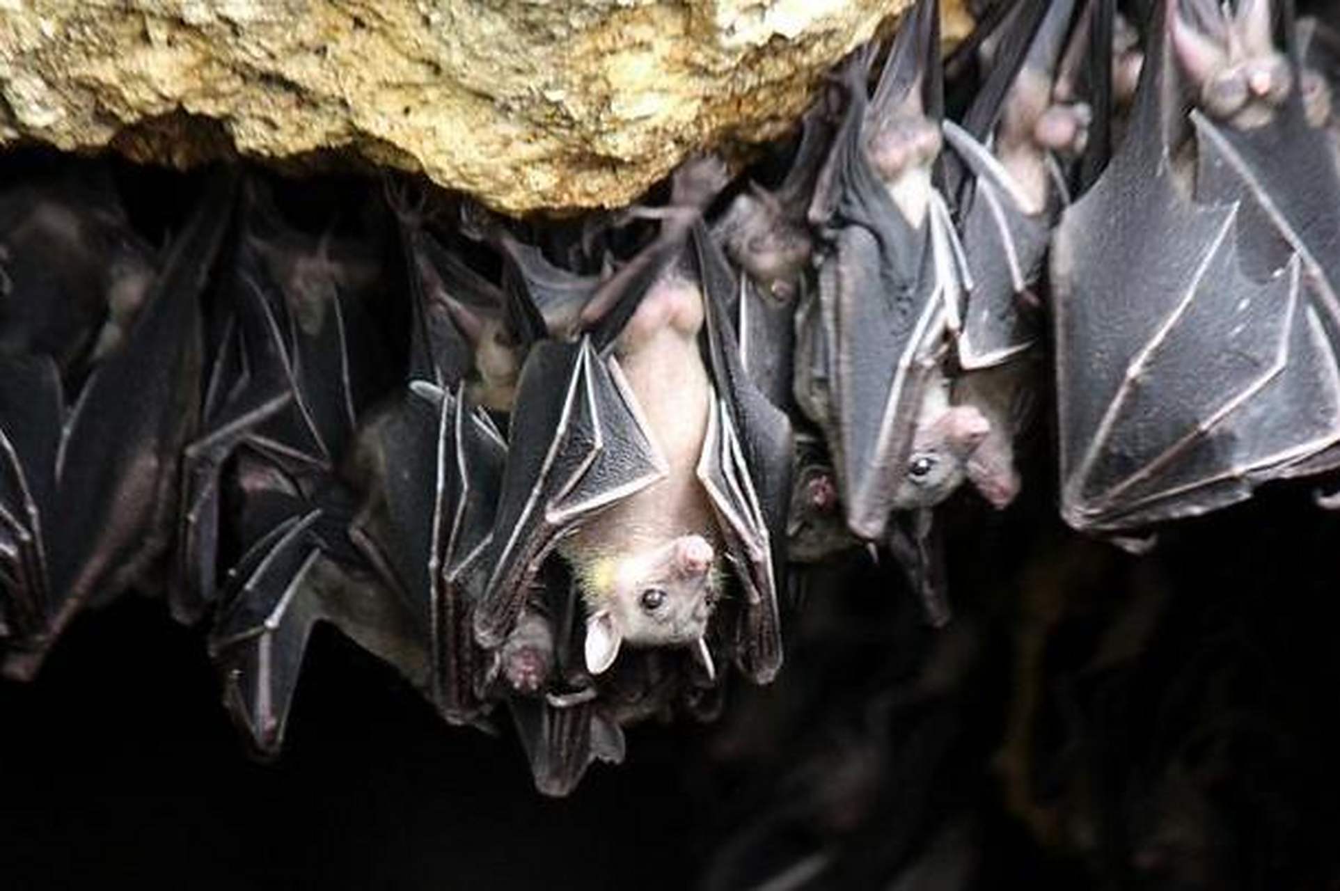 蝙蝠为“病毒库”为啥自己却没事？...