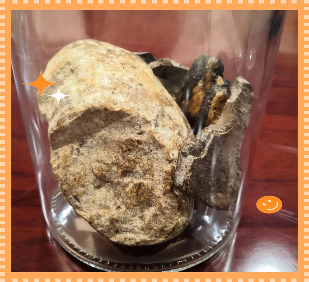 为什么龙涎香这么贵？抹香鲸的“宝贵粪便”到底有多神奇？