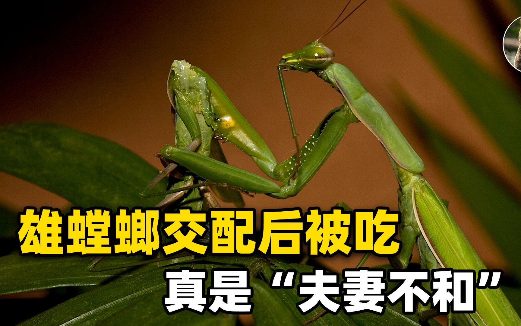 公螳螂为何被吃掉 交配时为何不反抗