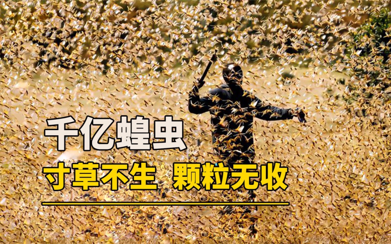 东非25年一遇的蝗灾爆发，蝗群有首领吗？...