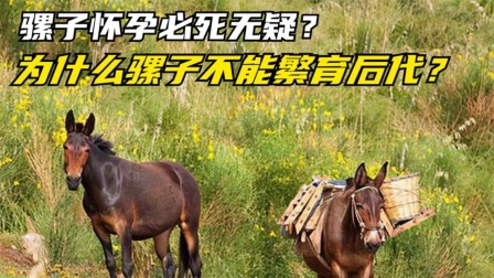 骡子到底分公母吗？真相竟然是这样！