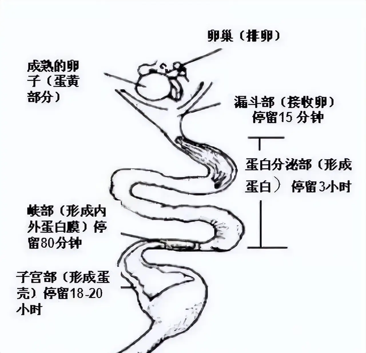为什么母鸡不需要公鸡就能生蛋了？那公鸡存在的意义是...