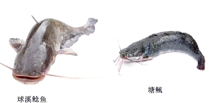 鱼为什么不怕冷 鱼类抗寒的奥秘