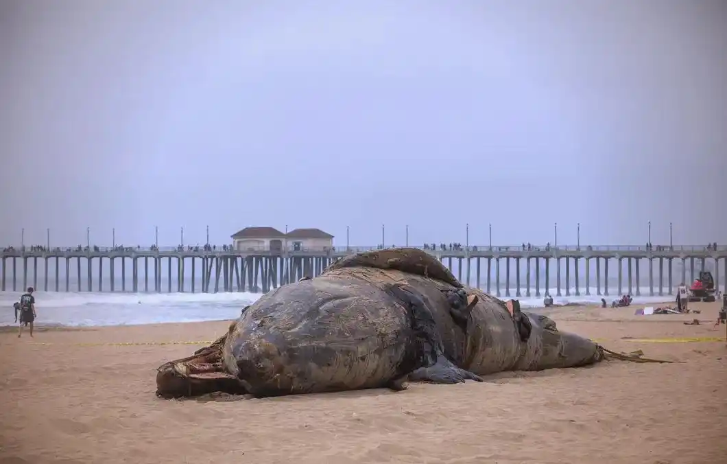 全球灰鲸大规模死亡是真的吗？这究竟和气候变化有多大关系？