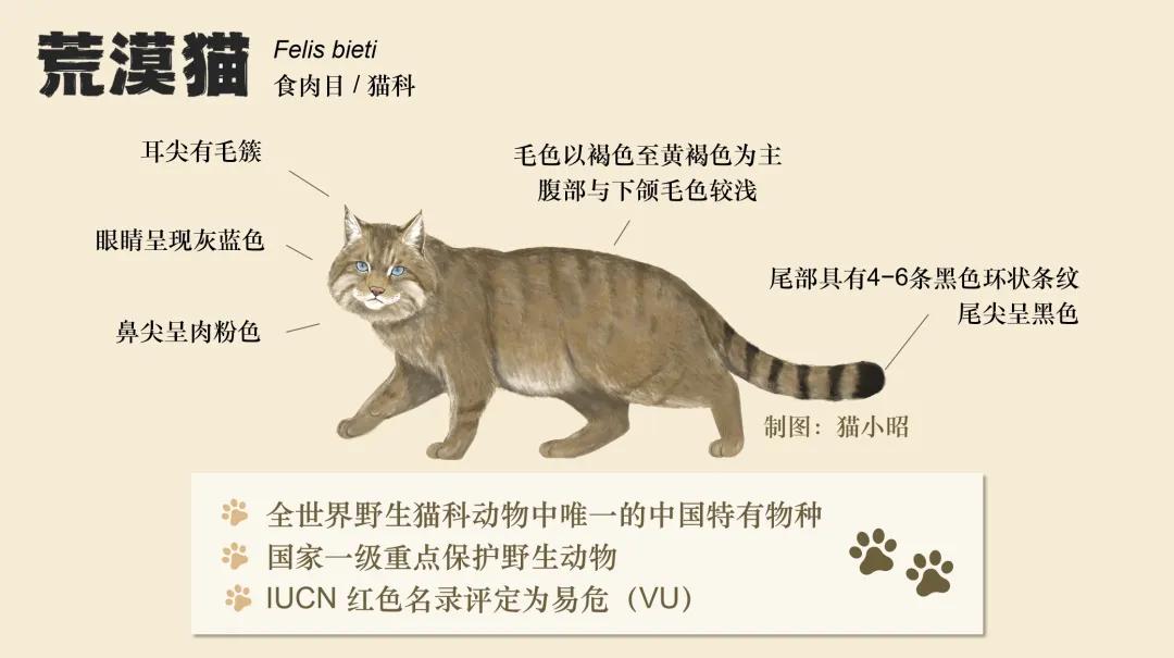 科学家发现的“远古巨猫”，是由谁创作的？...