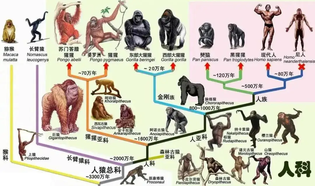 人类起源不是非洲，科学家发现1200万年前人类已学...