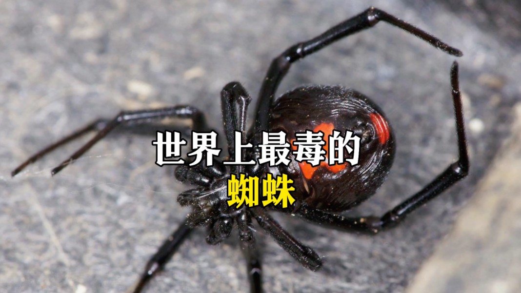 世界上最毒蜘蛛有多可怕？...