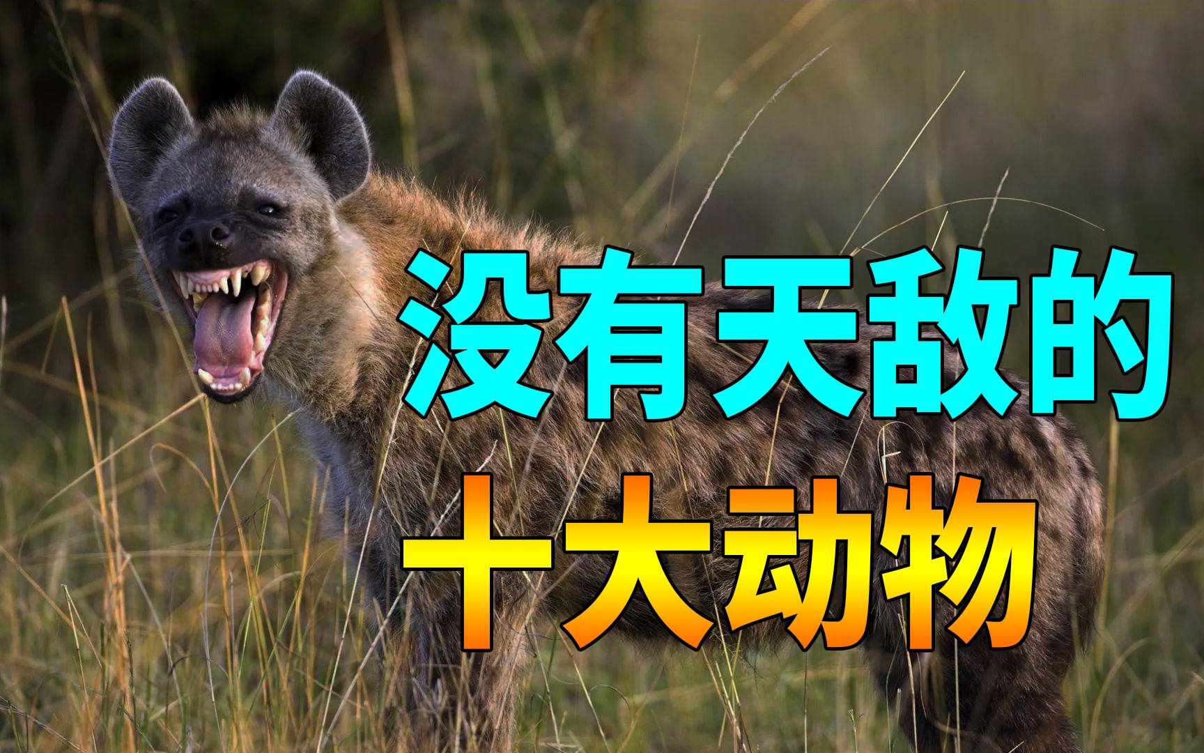地球上真的存在没有天敌的动物吗？人类又为何被称为“无敌”？