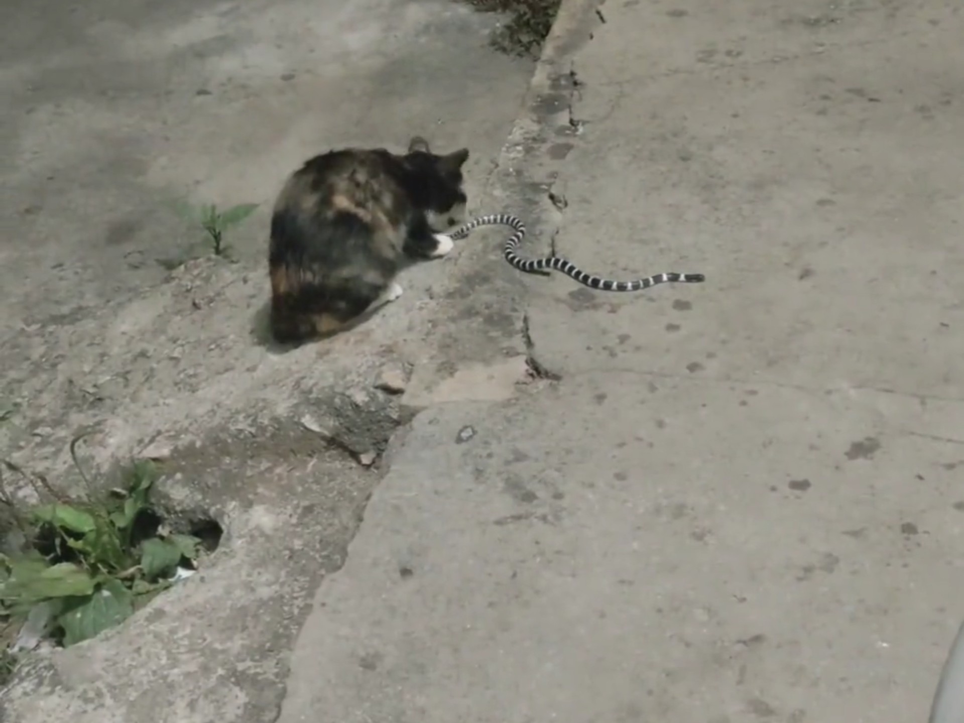 猎蛇专家沙漠猫，为什么可以一个月不喝水？...