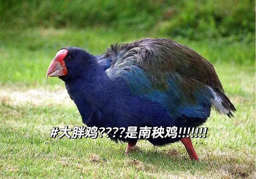 被宣布灭绝30年的物种被发现，野生华南虎可能重新发...