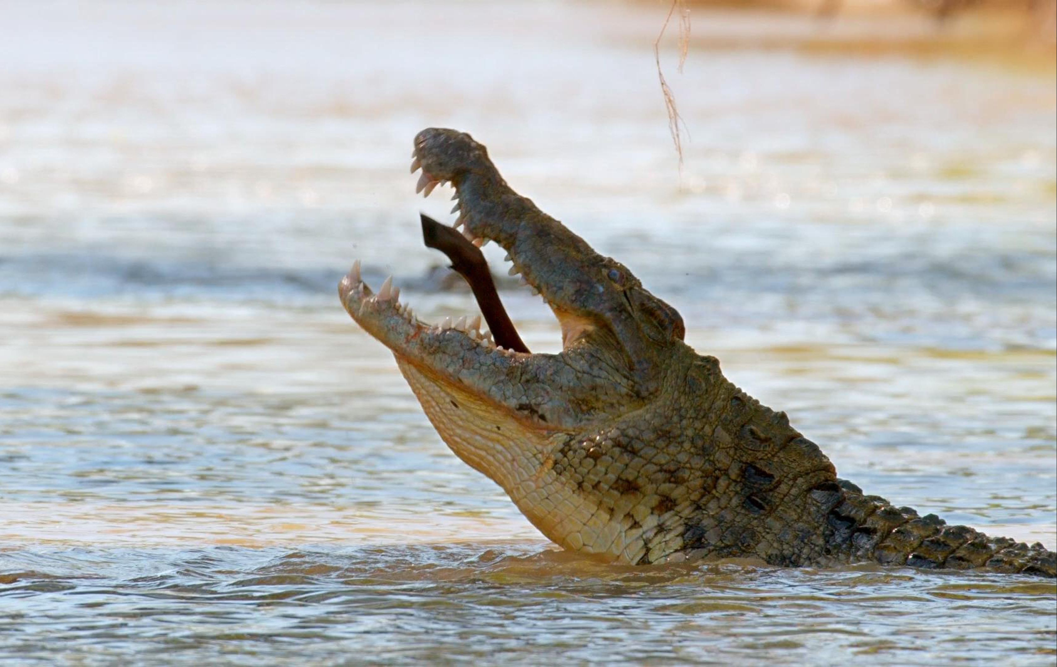 鳄鱼的尾巴又大又长，它们是怎样完成高难度交配的？...