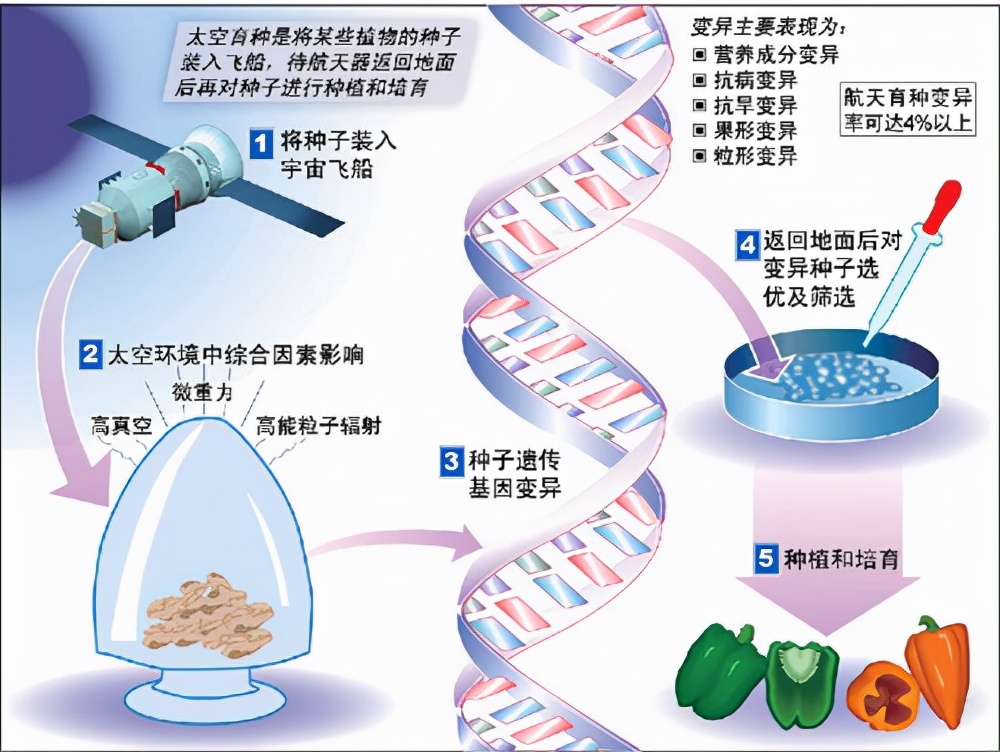 太空基因稳定性差异 植物种子太空变异原因