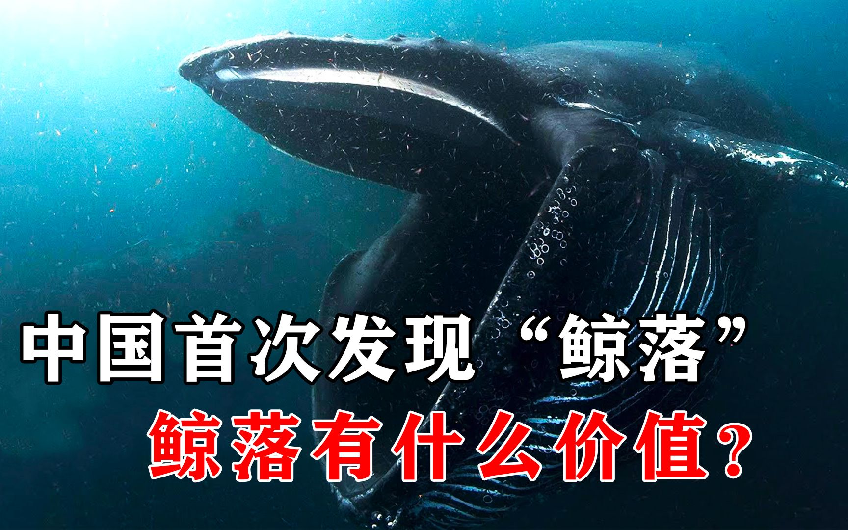 南海首次发现鲸落 鲸落为什么是深海生命绿洲